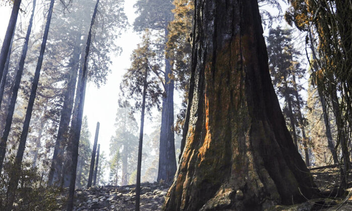 Wildfires Rage Across Oklahoma and Kansas as Thousands Urged to Evacuate