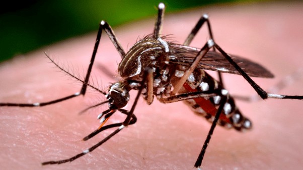 Tropical Mosquito Species Detected in South Korea for the First Time