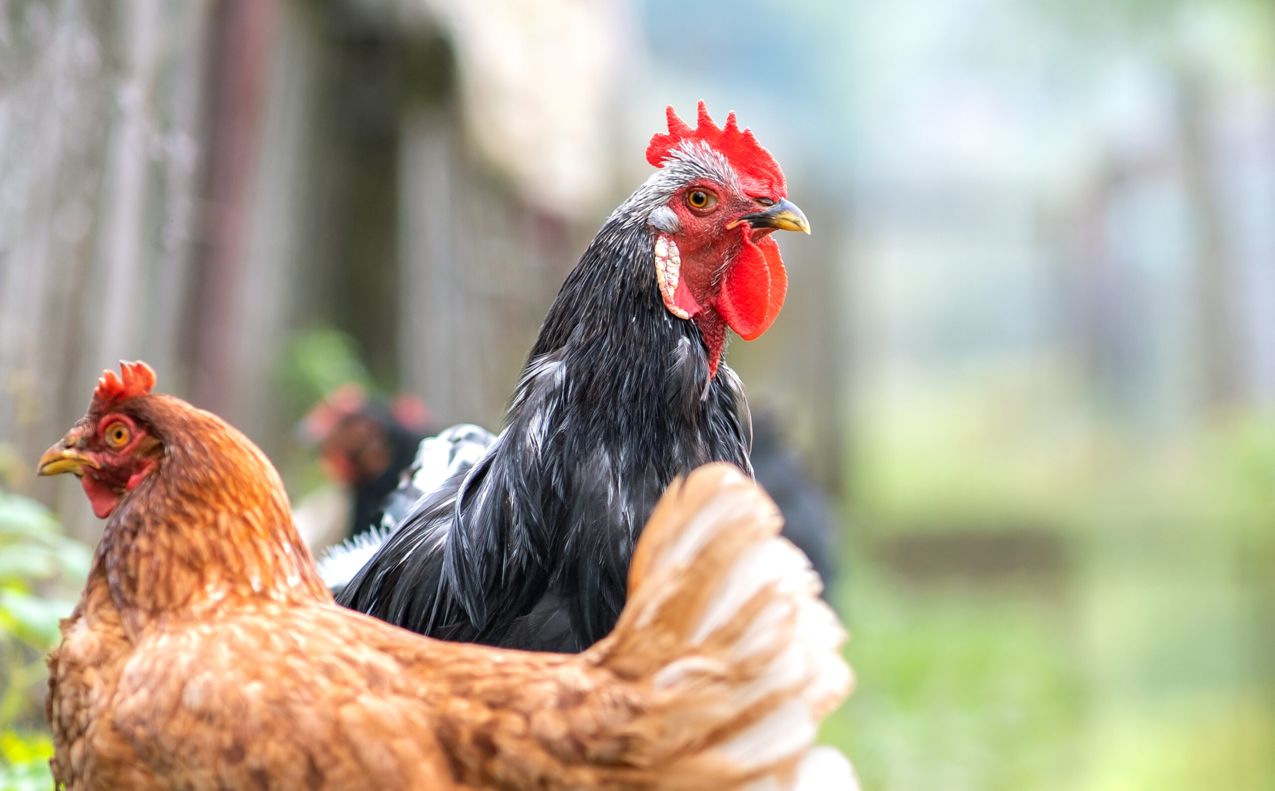 Elderly Washington Resident Becomes First U.S. Fatality From H5N5 Bird Flu