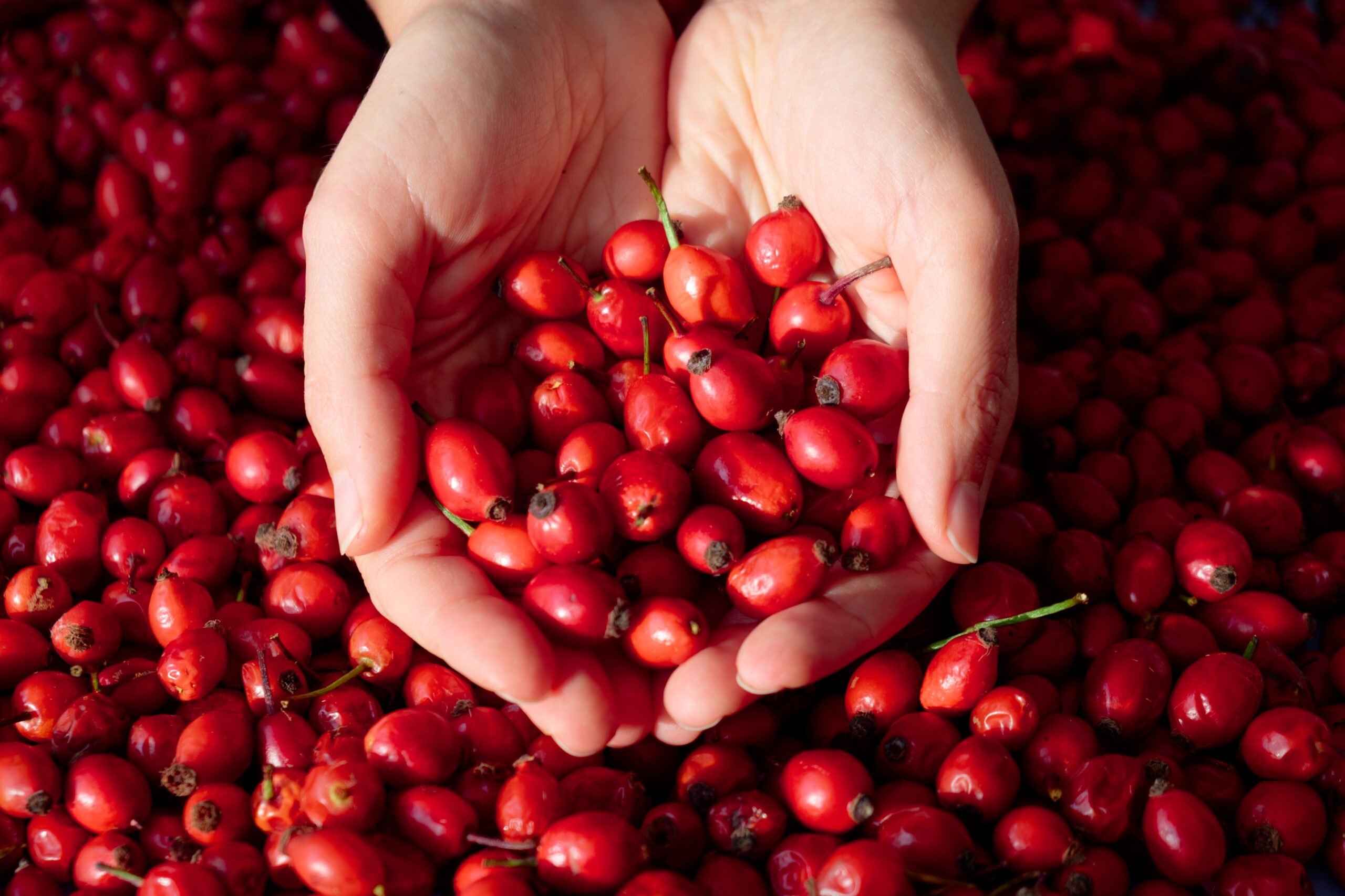 The Rose Hip Renaissance: Rediscovering Nature’s Most Potent Source of Vitamin C