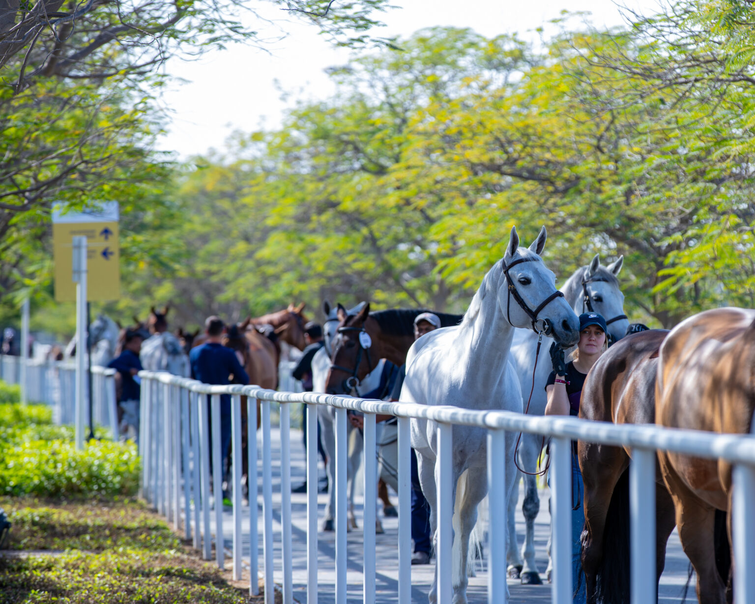 Over 240 riders to compete in HH The Father Amir’s Prix in Qatar ...