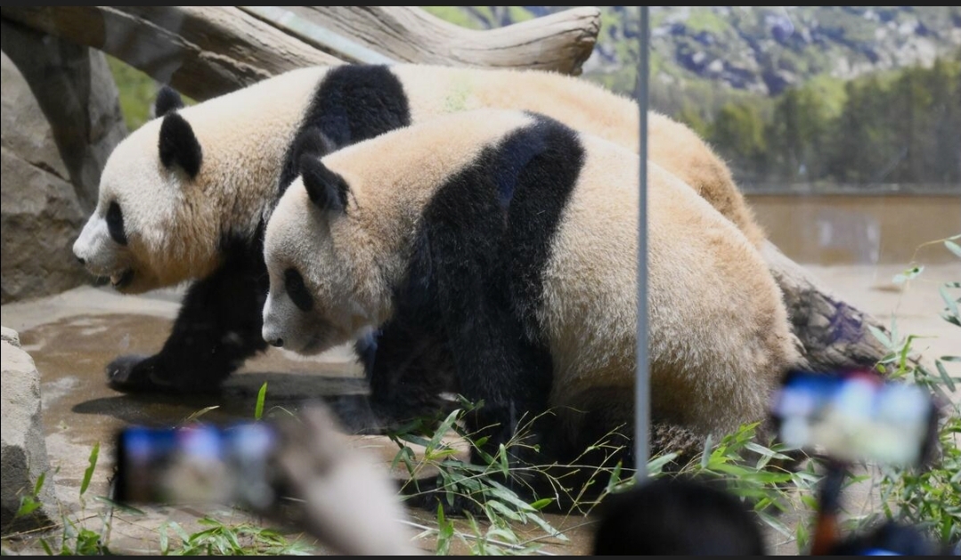 Japan Bids an Emotional Farewell to Its Last Pandas as Ueno Zoo Twins Prepare to Return to China