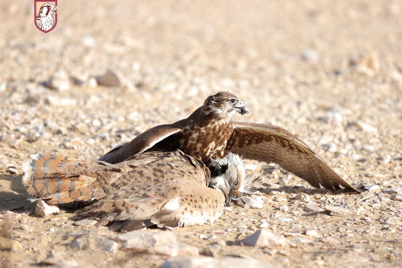 Qatar International Falcons and Hunting Festival (Marmi 2026)