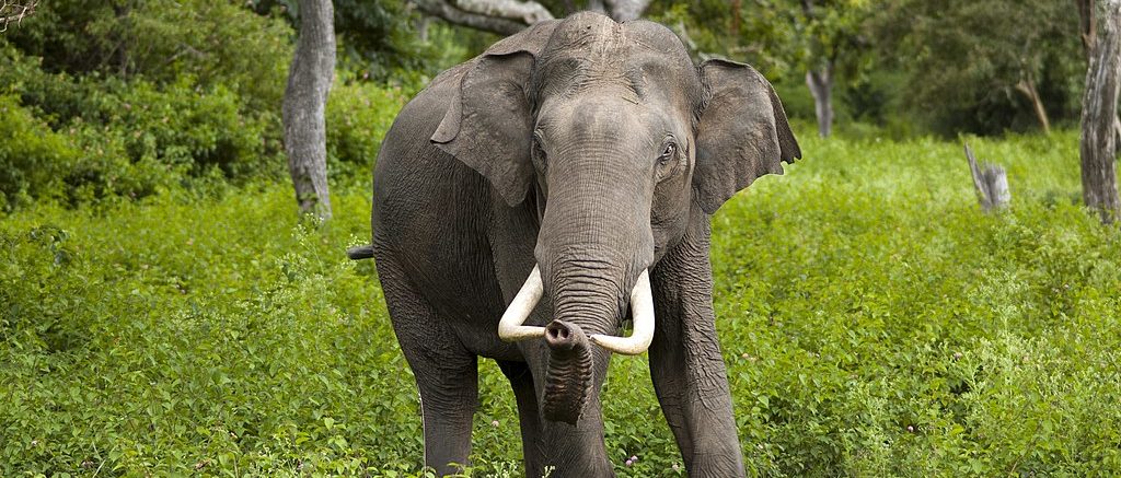 Homicidal Elephant Keeps Killing People In Tourist Hotspot, Official Says