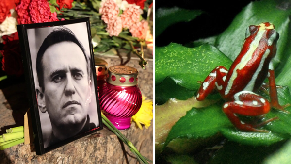 What is Dart Frog Toxin that was used Alexi Navalny’s Murder?