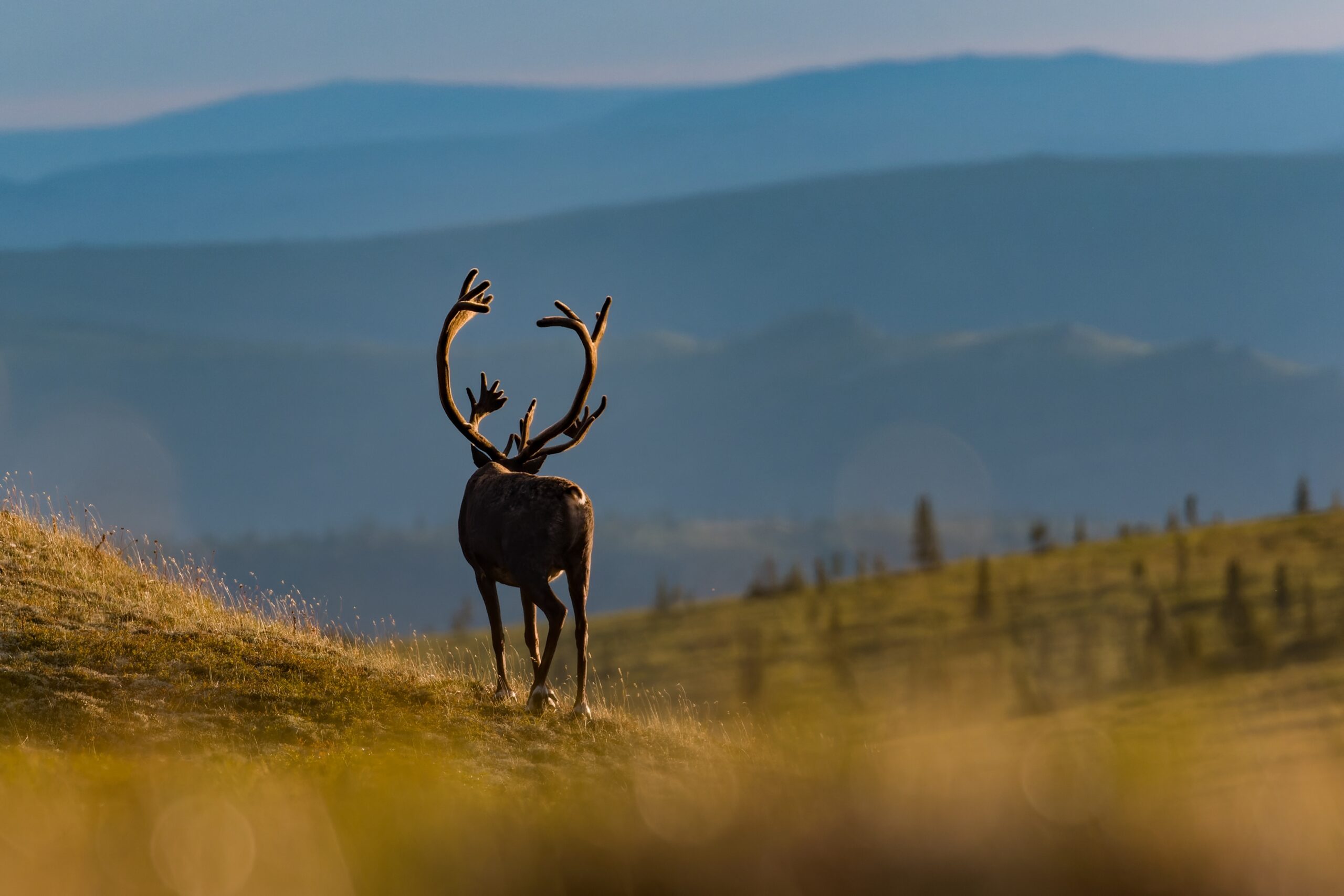 Federal Lease Auction Reopens Alaska Reserve to Oil and Gas Development After Multi-Year Pause