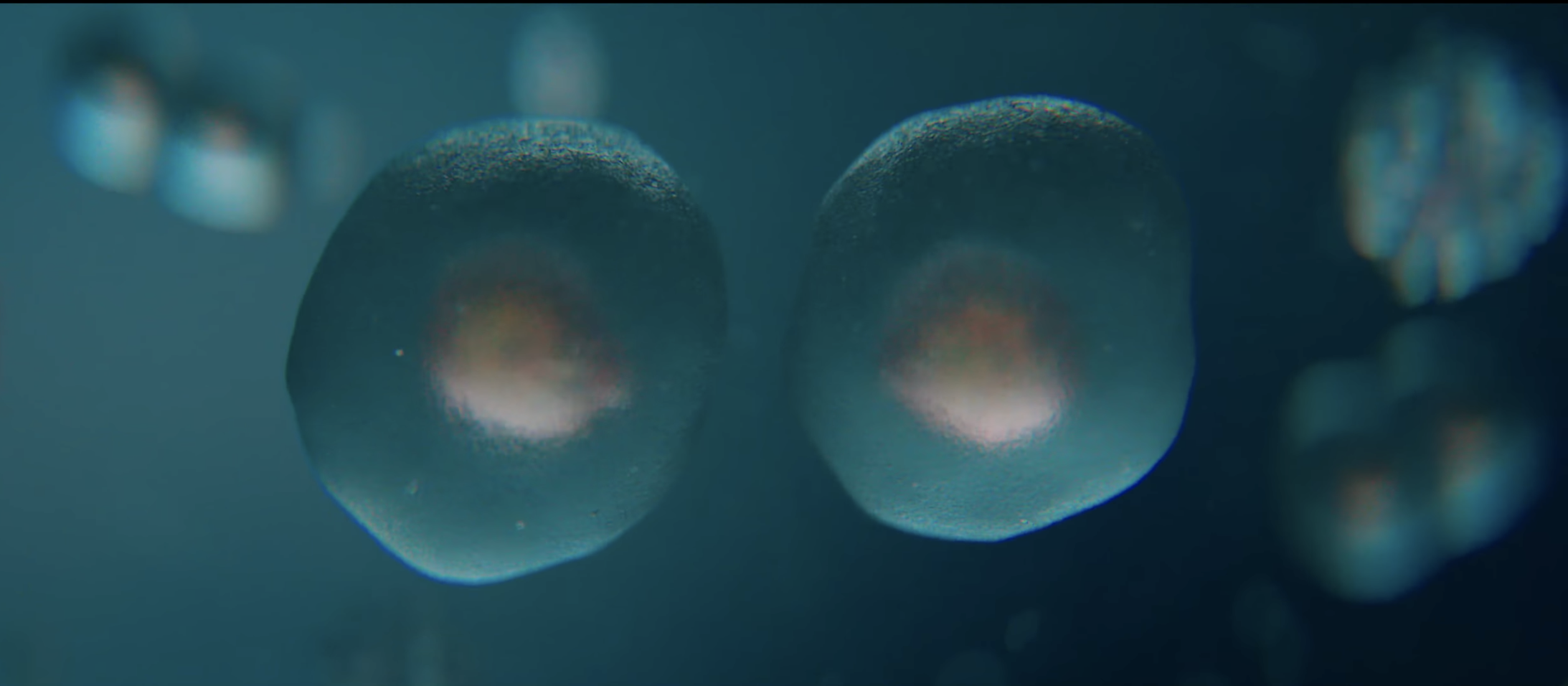 New Film Questions Limits of Darwinian Evolution as Debate Continues in Scientific Circles