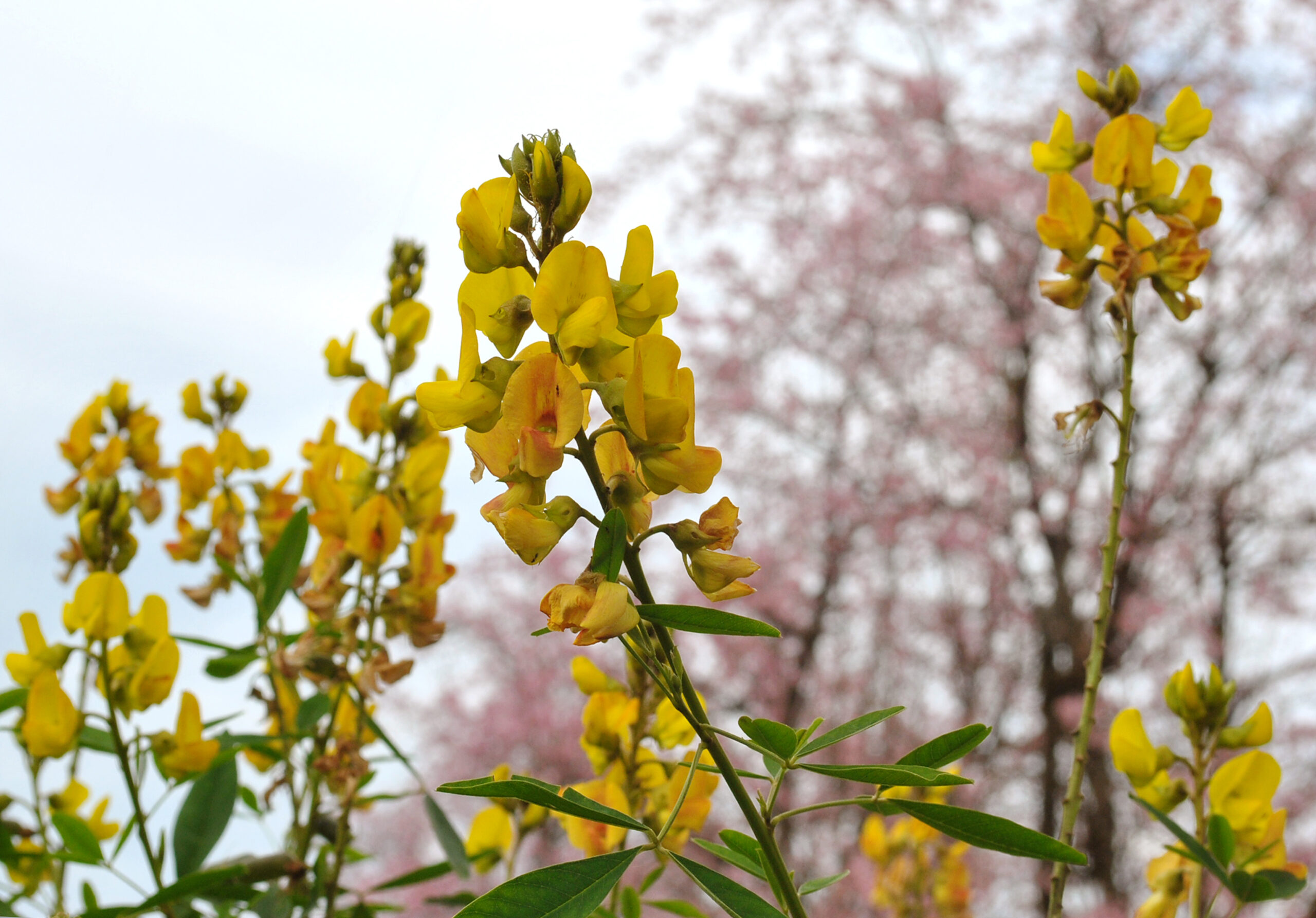 Honeybush Tea Draws Scientific Interest as Traditional South African Remedy Enters Modern Health Research