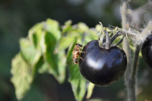 Study Finds Wild Bees Outperform Managed Hives in Pollinating Organic Tomato Crops