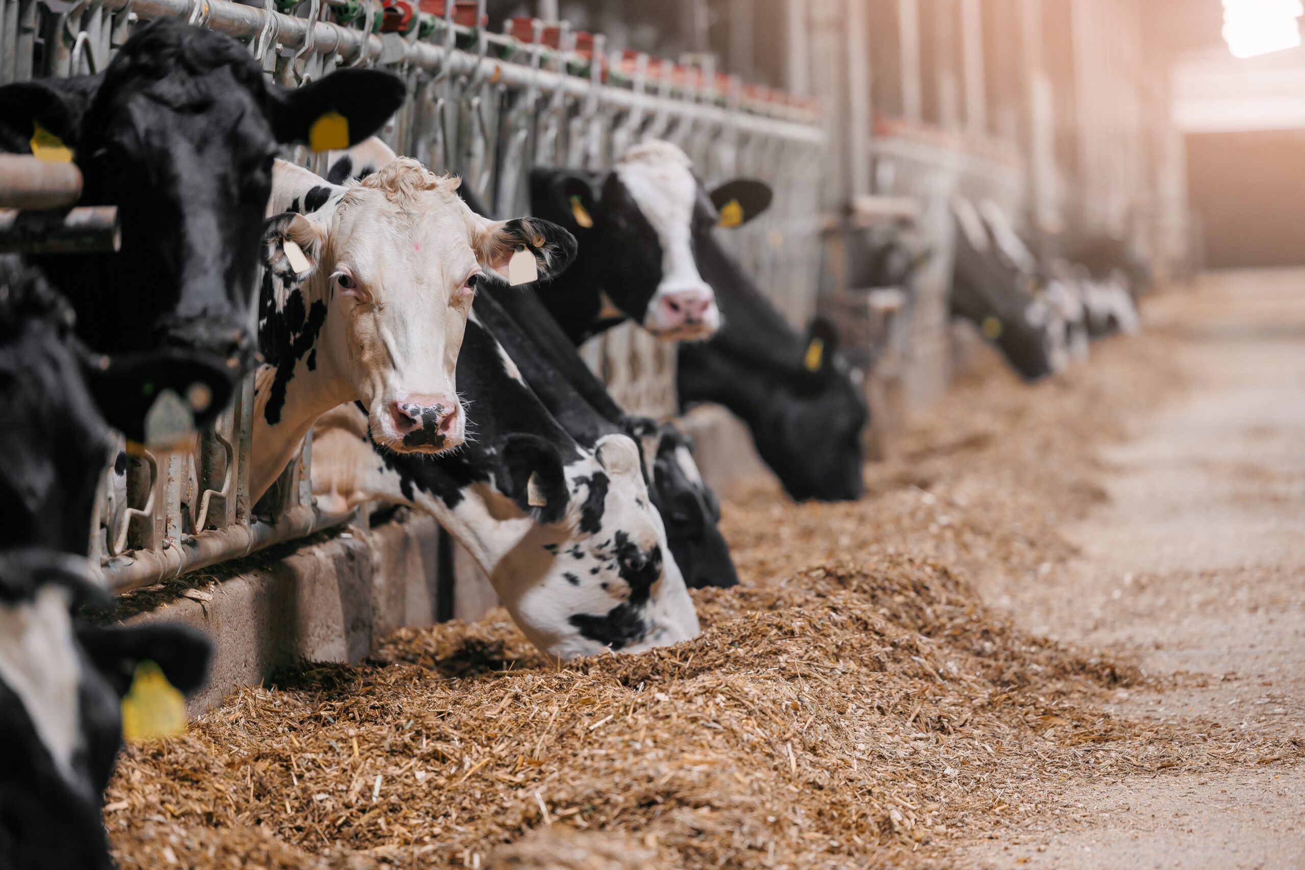 Texas Ranchers Fear Return of Deadly Screwworm as First Cases in Decades Spark Alarm