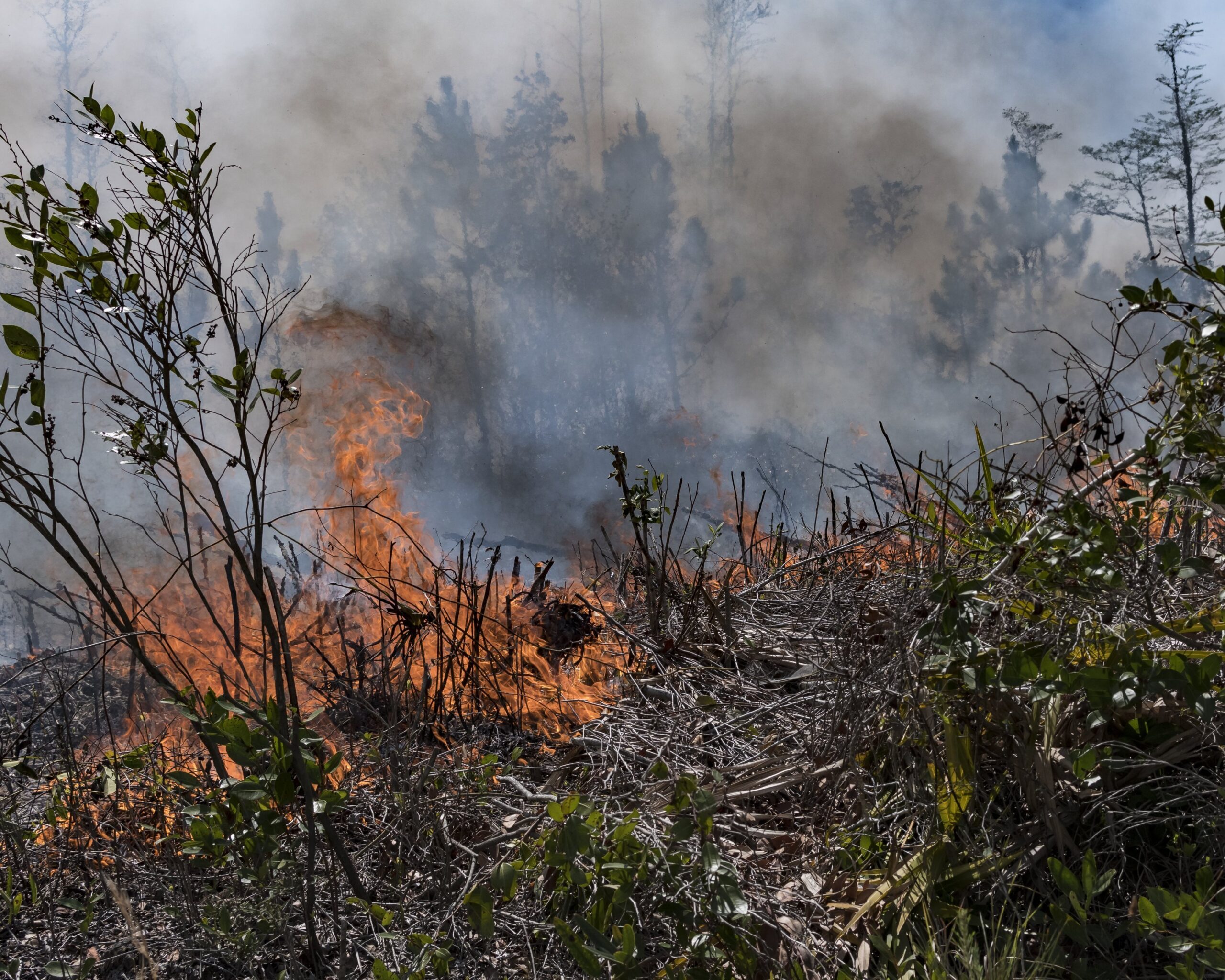 Southeast Wildfires Destroy Dozens of Homes as Drought and Winds Drive ...
