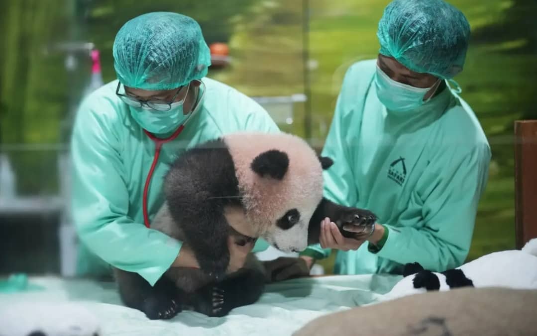 Indonesia’s First Homeborn Giant Panda Cub Prepares for Public Debut as Conservation Success Draws Global Attention