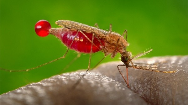 Indonesia Sees Record Surge in Malaria Cases as Elimination Efforts Face Ongoing Challenges