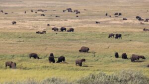 Wyoming Game and Fish Commission Approves Changes to 2026 Wild Bison Hunting Season in Hunt Area 2