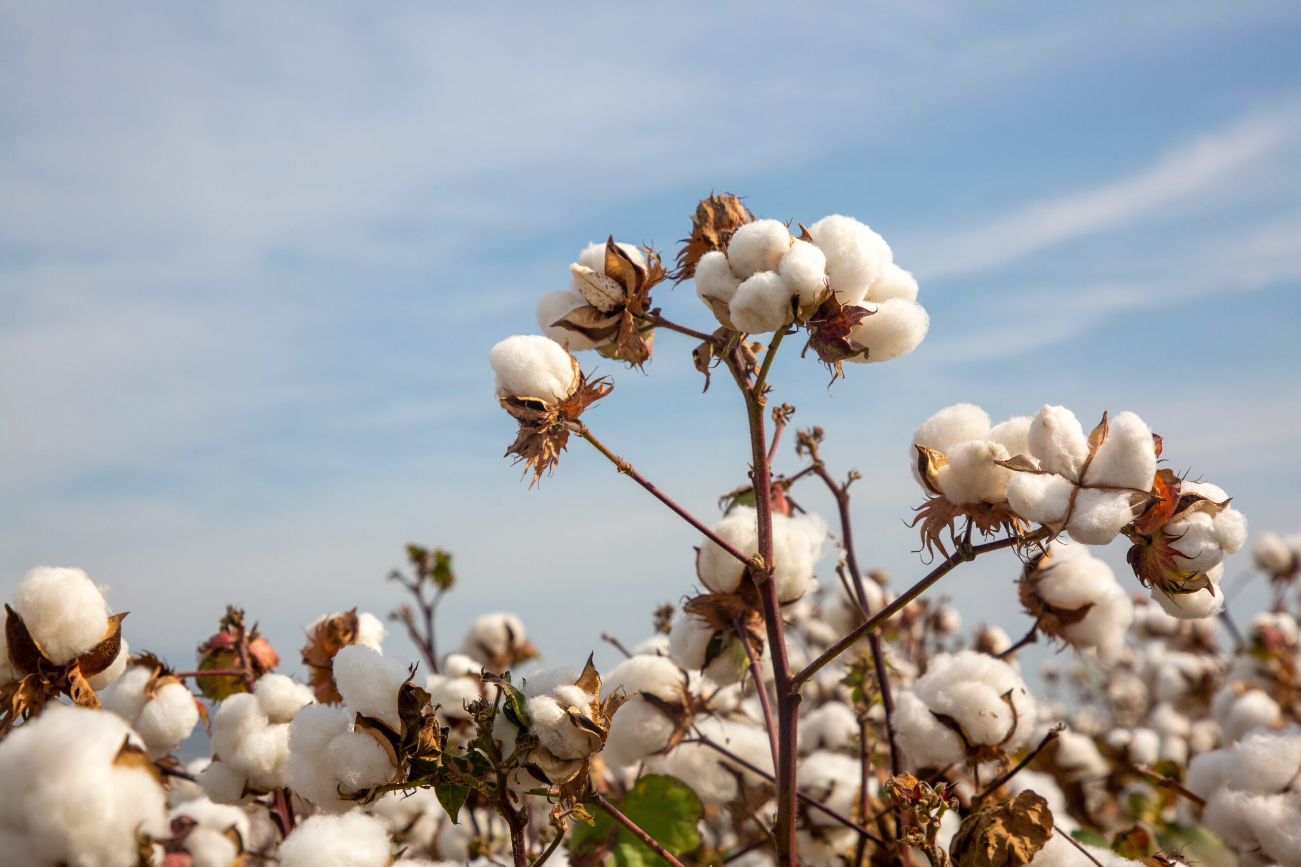 USDA Launches Great American Cotton Plan To Shift Consumers From Synthetic Fabrics To U.S.-Grown Cotton