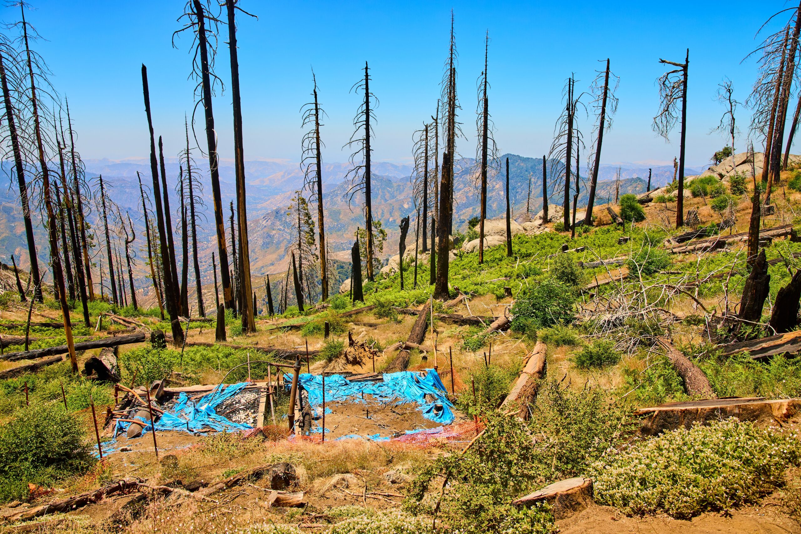 Forest Service Expands Glyphosate Spraying on Burn Scar Lands as Health and Environmental Concerns Grow
