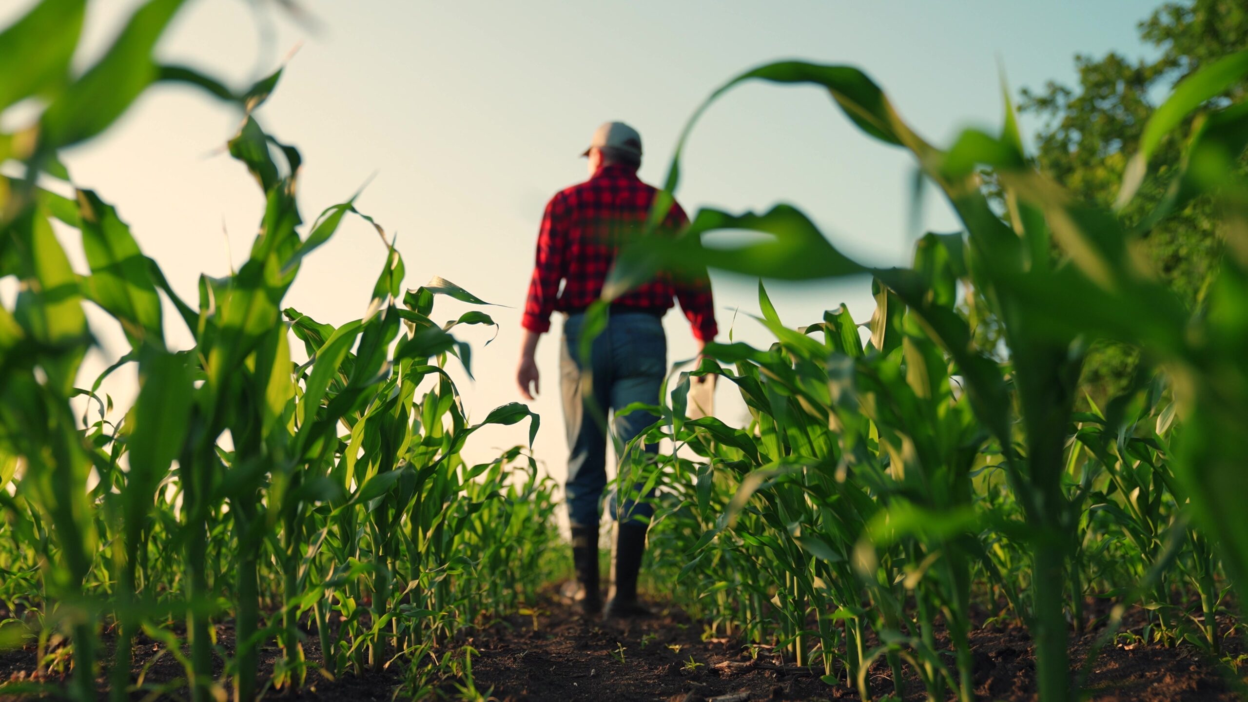 Farm Belt Economic Strain Puts Pressure On Republicans Ahead Of Midterms
