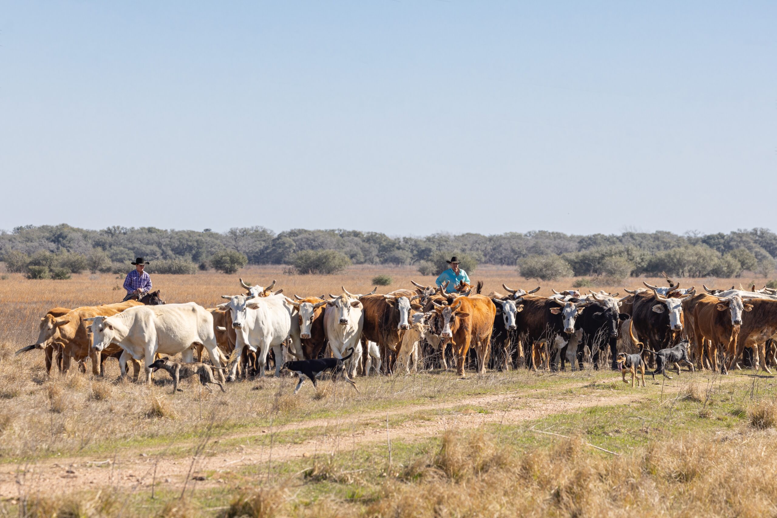 Canada Restricts Texas Livestock Imports After Second Screwworm Case Confirmed