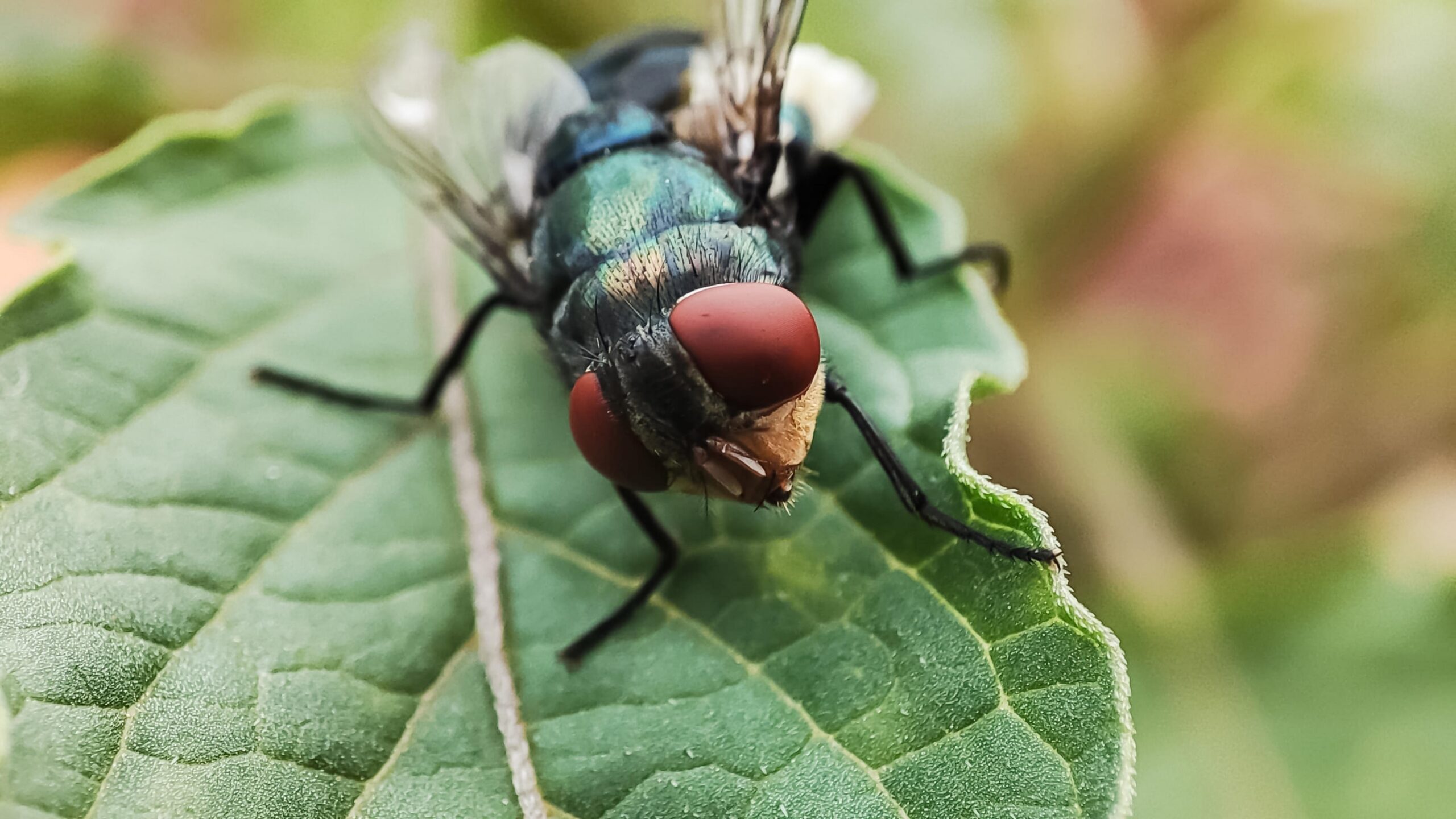 U.N. Agencies Launch $1 Million Effort to Expand Sterile Fly Fight ...