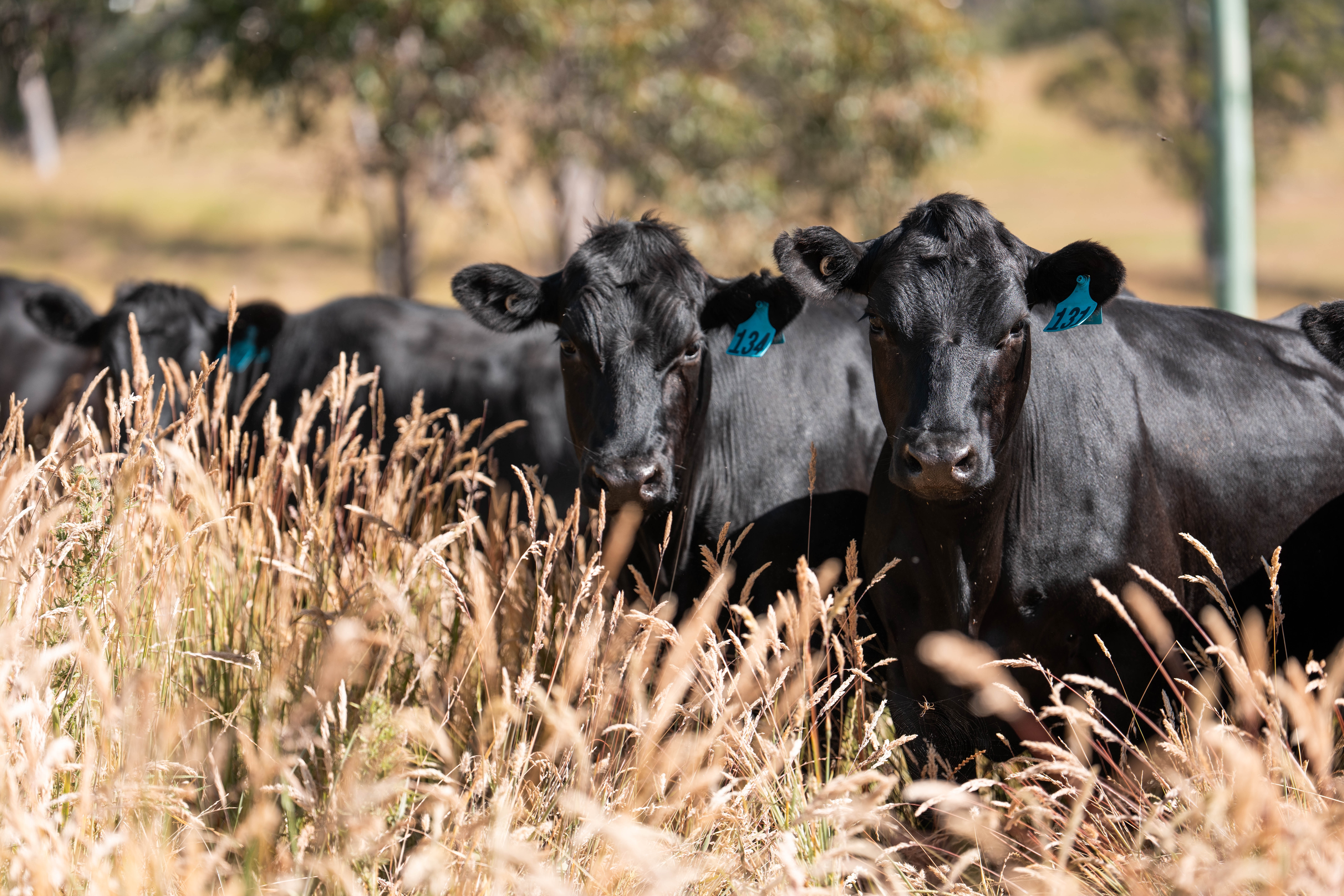 Trump Administration Plans $500 Million Aid Package For Smaller Beef Processors