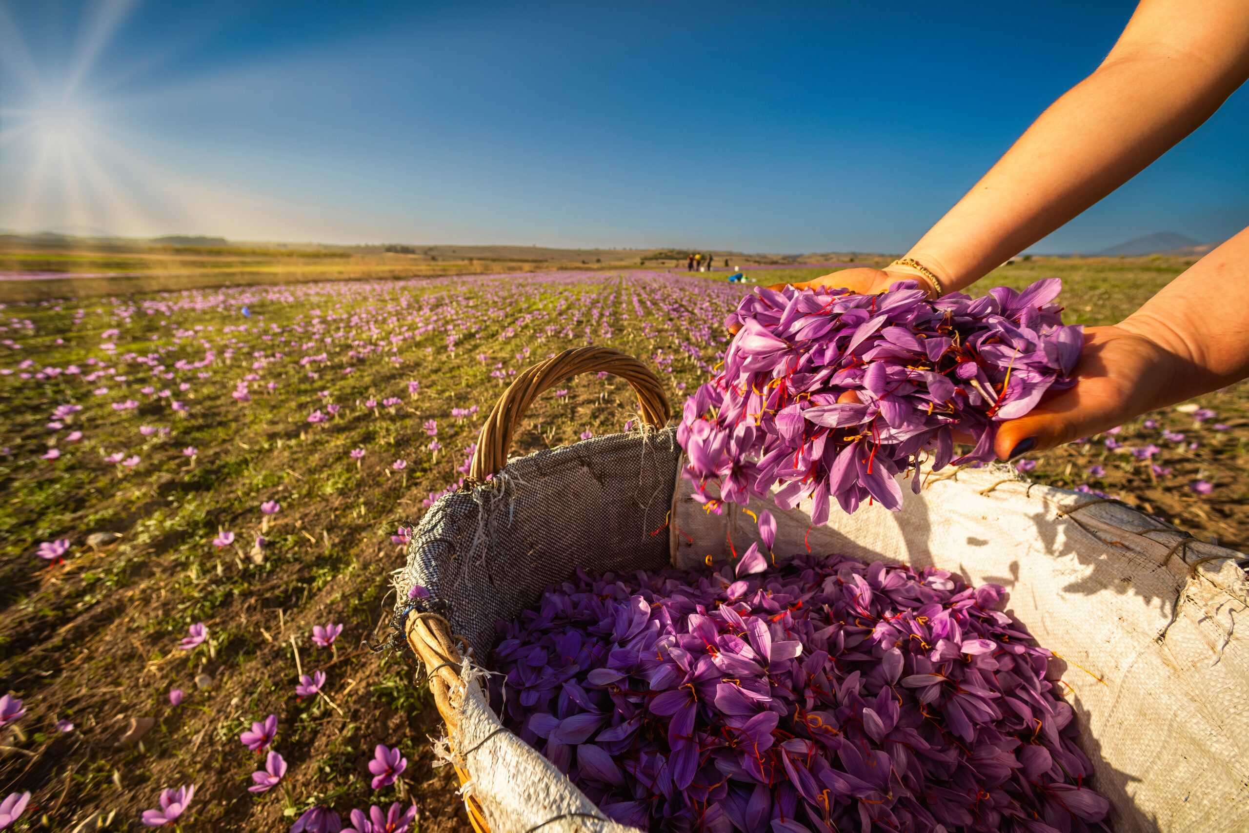 Saffron Extract Matches Antidepressants in Clinical Comparisons While Producing Fewer Side Effects