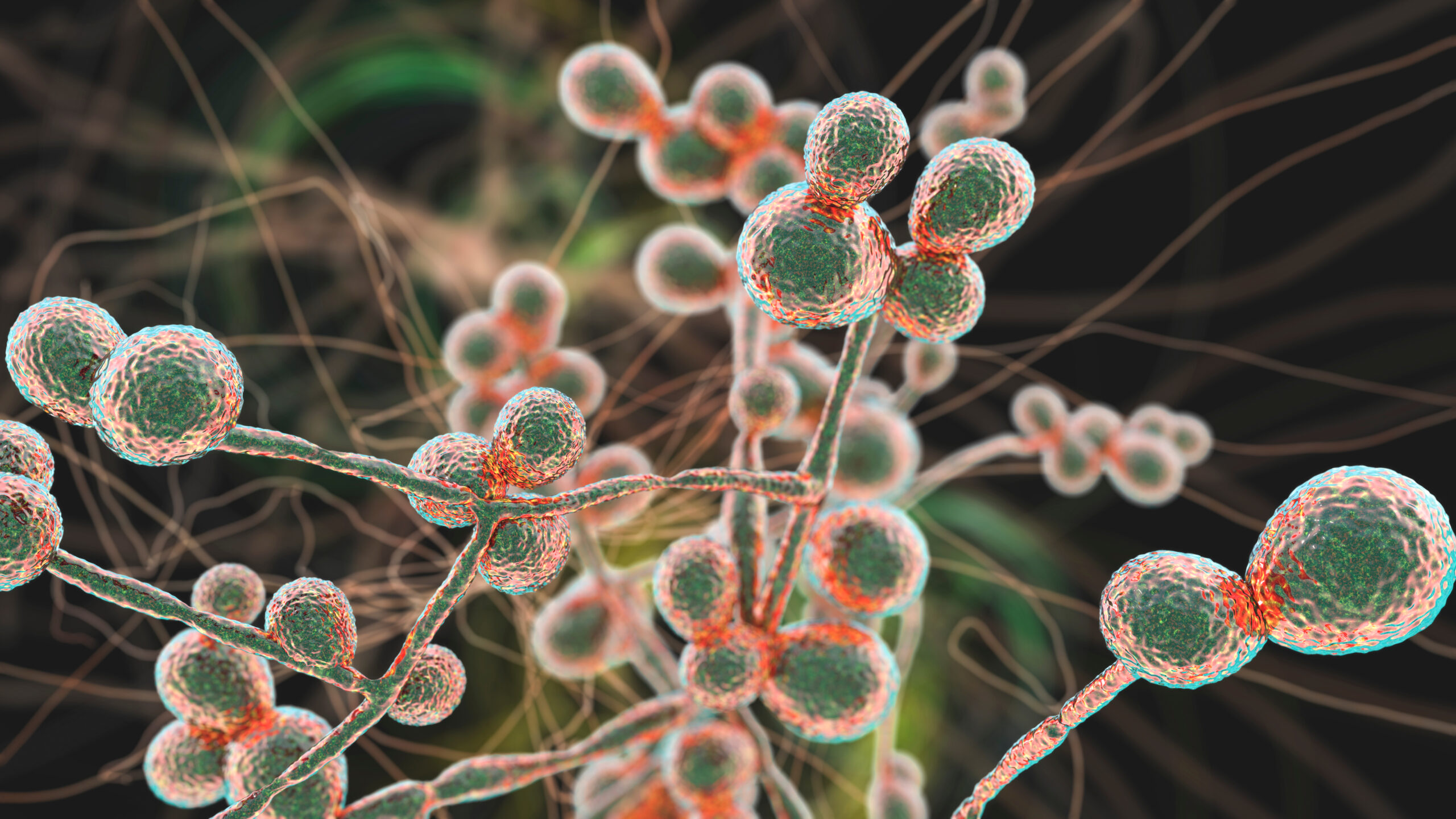Drug-Resistant Candida Auris Fungus Reported in 23 States as U.S. Cases Rise
