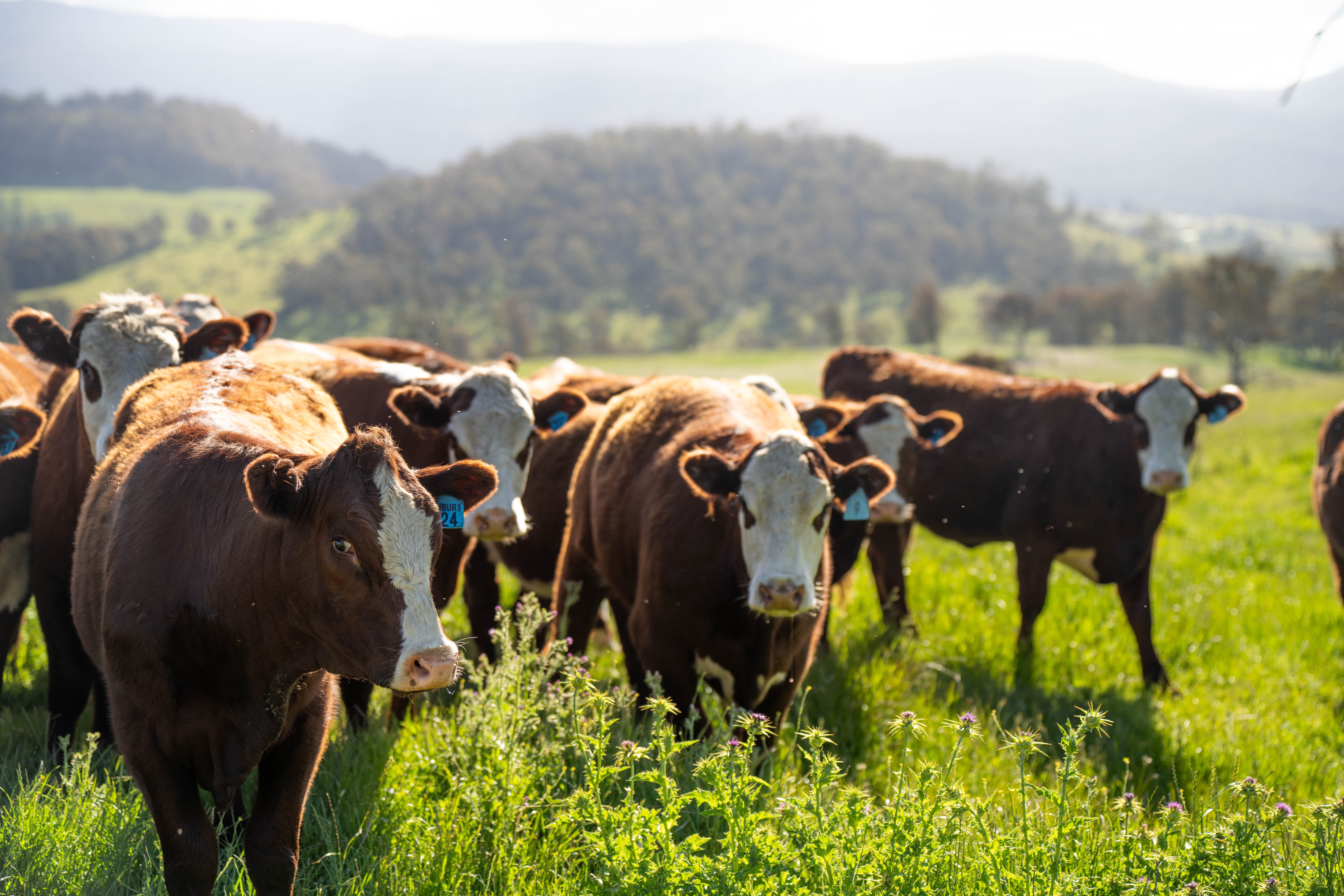 Trump Orders USDA to Expand Ranchers’ Meat Processing, Interstate Sales and Wolf Protections